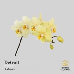 Phalaenopsis Detroit 45cm 7+