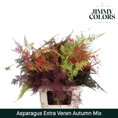 Asparagus Setaceus Painted Autumn Mix 65cm