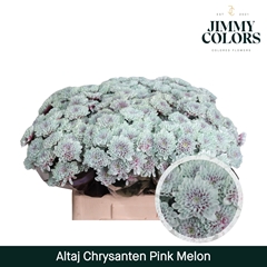 Chrysanth Spray Painted Altaj Pink Melon 70cm 105gr.