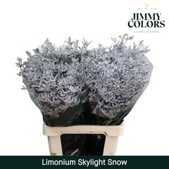 Limonium Painted Skylight Snow 80cm 30gr.