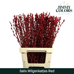 Salix Snow Flake Painted Red 70cm