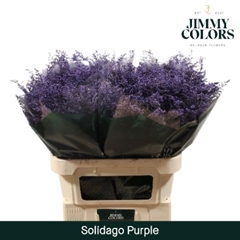 Solidago Painted Purple 70cm 25gr.