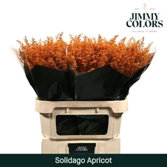 Solidago Painted Apricot 70cm 25gr.