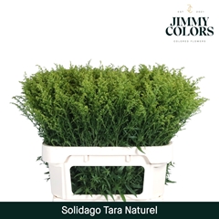 Solidago Tara 80cm 30gr.