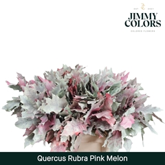 Quercus Rubra Painted Pink Melon 60cm