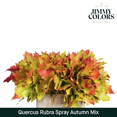 Quercus Rubra Painted Autumn Mix 60cm