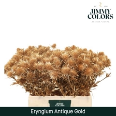 Eryngium Painted Antique Gold 60cm