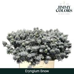 Eryngium Painted Snow 60cm