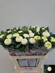 Chrysanth Single Ping Pong 80cm 70gr.