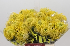 Leucospermum High Gold 40cm
