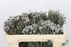 Brunia Laevis 50cm