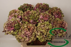 Hydrangea Glowing Alps Classic 75cm 19-21cm Hd