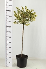 Ilex Golden Van Tol 26Ø 125cm