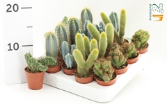 Cactus Mix 5Ø 10cm