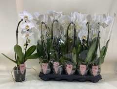 Phalaenopsis Anthura Glasgow 12Ø 50cm 1st