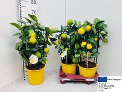 Citrus Meyer 19Ø 60cm