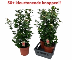 Camellia Japonica Dr King 23Ø 90cm