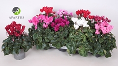 Cyclamen Super Serie Carino 10Ø 20cm