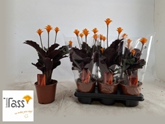 Calathea Crocata 14Ø 40cm