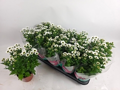 Chrysanth Bright Day 12Ø 31cm
