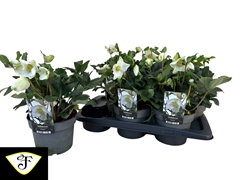 Helleborus Niger Awesome! Nagano 17Ø 45cm