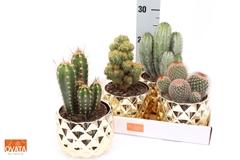 Cactus Mix 14Ø 15cm