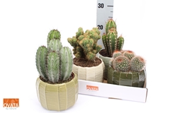 Cactus Mix 15Ø 15cm