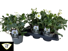 Helleborus Heavenly 17Ø 50cm