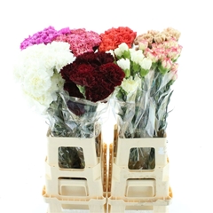 Dianthus Single Gem In Fust 65cm