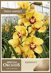 Cymbidium Rijsenhout 80cm