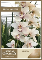 Cymbidium Venezia 70cm