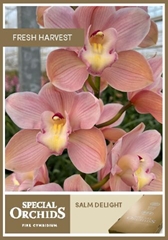 Cymbidium Salm Delight 70cm