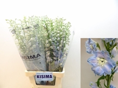 Delphinium Double Magic Fountains Skyblue Whitebee 80cm