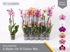 Phalaenopsis Mix 6 Colours 12Ø 60cm 2st