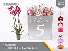Phalaenopsis Mix 7 Colours 12Ø 70cm 3st