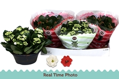 Kalanchoe Double Mix 23Ø 25cm