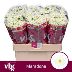 Chrysanth Santini Maradona 55cm 46gr.