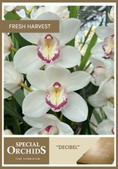 Cymbidium Decibel 50cm