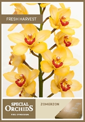 Cymbidium Summersun 60cm