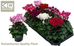 Cyclamen Mini Super Serie Carino 10Ø 25cm