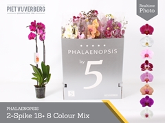 Phalaenopsis Mix 8 Colours 12Ø 70cm 2st