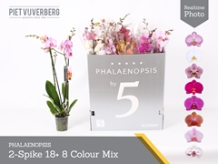 Phalaenopsis Mix 8 Colours 12Ø 70cm 2st