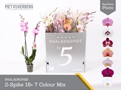 Phalaenopsis Mix 7 Colours 12Ø 80cm 2st