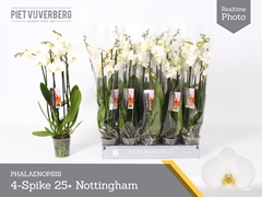 Phalaenopsis Nottingham 12Ø 60cm 4st