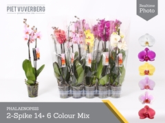 Phalaenopsis Mix 6 Colours 12Ø 60cm 2st