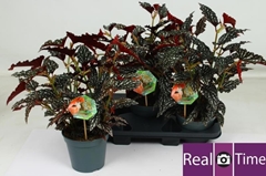 Begonia Foliage Maculata Spotlight Dark 17Ø 44cm