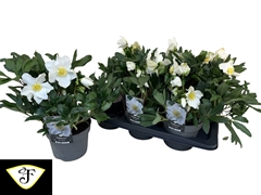 Helleborus Niger Viv Viktor 17Ø 40cm