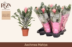 Aechmea Fasciata Primera 12Ø 47cm