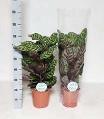 Calathea Makoyana 21Ø 70cm