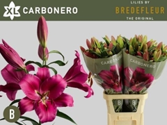 Lily Oriental Carbonera 100cm 5+